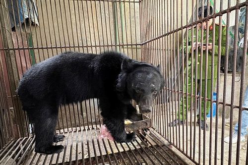 Giải cứu gấu ngựa gần 100kg sau 8 năm bị nuôi nhốt tại nhà dân