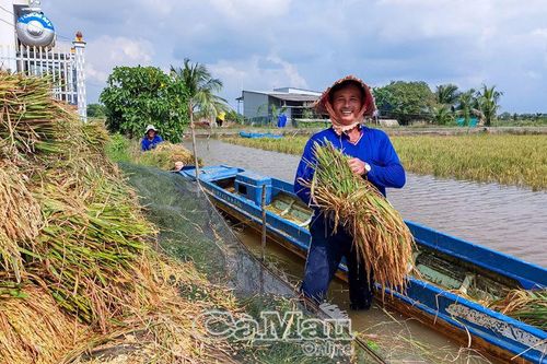 Trúng mùa lúa trên đất nuôi tôm