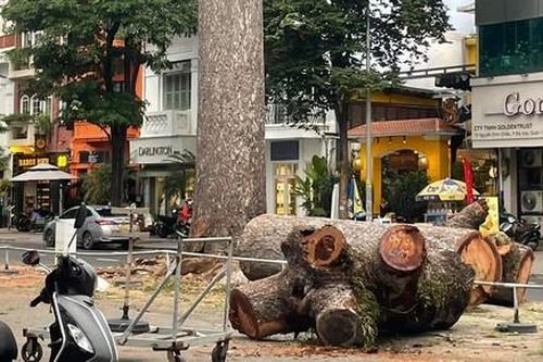 Để bán được gỗ thu hồi từ đốn hạ cây xanh phải trải qua quy trình… 51 bước!