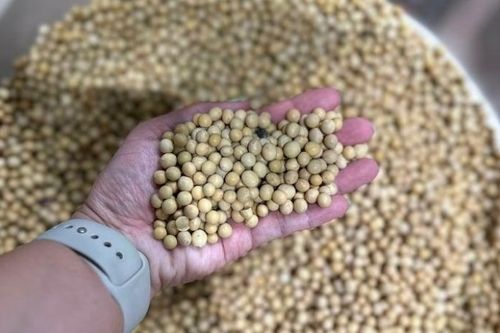 Loại hạt được ví như 'thịt không xương', tốt cho sức khỏe tim mạch