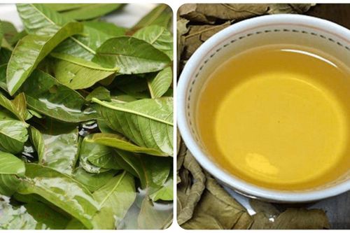 8 lợi ích của việc uống nước lá ổi thường xuyên