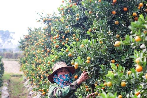 'Thủ phủ' quất cảnh đợi Tết