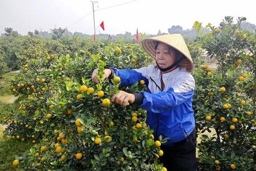 Thủ phủ quất Thanh Hóa kín đơn đặt hàng dịp Tết 2025