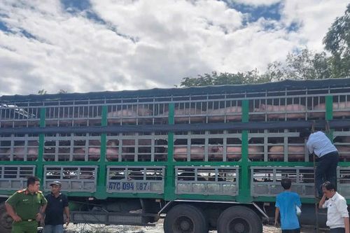 Bộ Công an triệt phá đường dây vận chuyển heo lậu quy mô lớn từ Campuchia