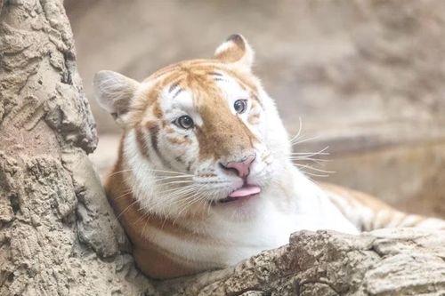 Hình ảnh những chú hổ vàng trở thành ngôi sao mạng xã hội ở Thái Lan