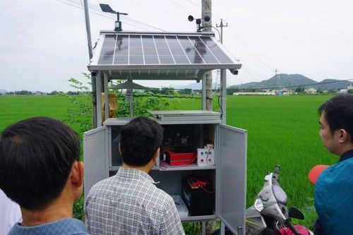 Cảnh báo sâu bệnh hại lúa bằng trí tuệ nhân tạo