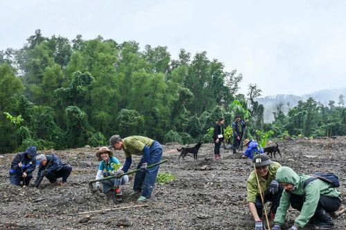 Trồng thành công gần 300.000 cây xanh trên 7 khu rừng đầu nguồn