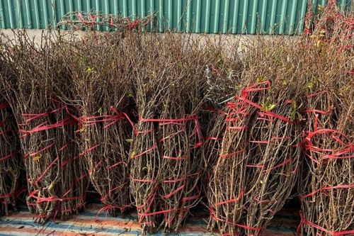 Hoa rừng giá rẻ xuống phố, khách Thủ đô rộn ràng đặt mua chơi Tết sớm
