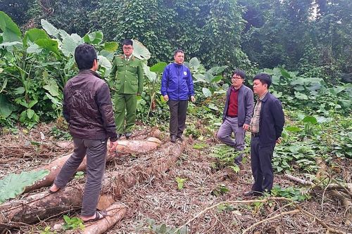 Công an vào cuộc điều tra vụ chặt cây trái phép trên bãi bồi sông Lam ở Anh Sơn