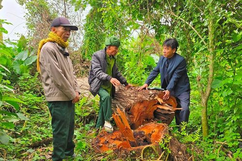 Vụ đốn hạ hàng loạt cây cổ thụ ở Anh Sơn: Tập trung kiểm tra, xử lý vi phạm