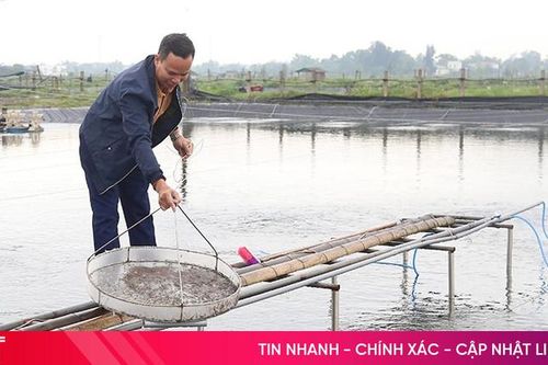 Chống rét cho thủy sản nuôi ở Hà Tĩnh