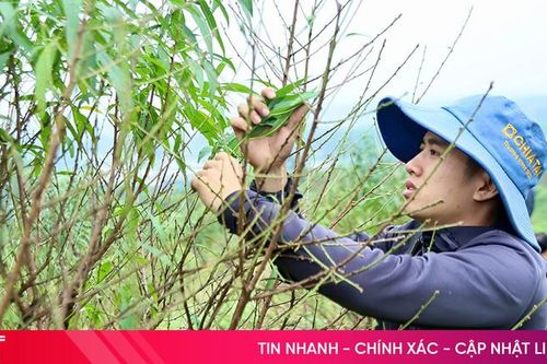 Người trồng đào phai ở Hà Tĩnh tuốt lá, canh hoa nở đúng dịp Tết