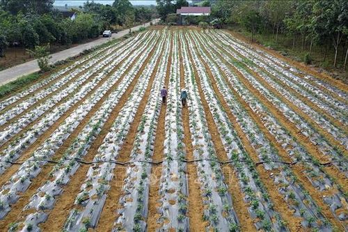 Đầu tư phát triển sản xuất vùng đồng bào dân tộc thiểu số ở Phú Yên
