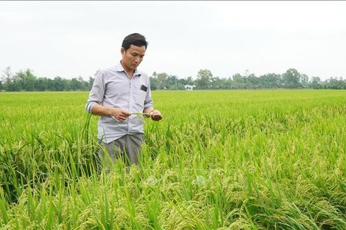 Đề án 1 triệu ha chuyên canh lúa chất lượng cao, phát thải thấp - Bài 1: Tín hiệu phấn khởi từ mô hình thí điểm