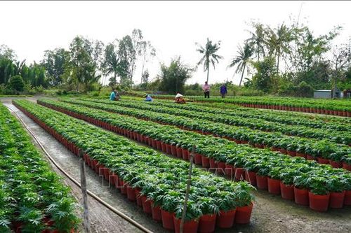 Lo thua lỗ, nhà vườn giảm số lượng hoa Tết