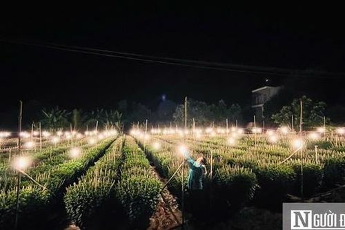 'Thủ phủ' hoa ở Gia Lai thắp đèn xuyên đêm để hoa nở đúng Tết