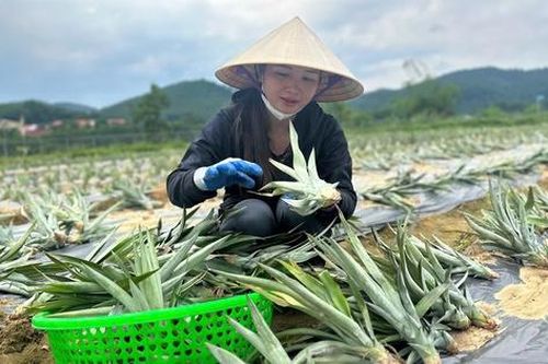 Hà Tĩnh: Huyện miền núi mạnh dạn trồng dứa Cayen dần thay thế cây keo