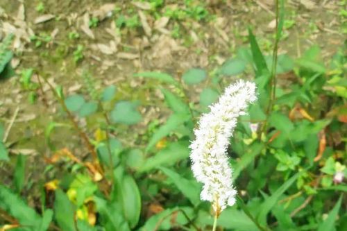 Rễ cỏ dại được ví như nhân sâm, nay thành 'mỏ vàng' giúp nông dân đổi đời