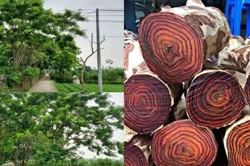 Rừng gỗ quý hơn vàng được trồng ở Hà Nội, dân xem như báu vật nên lắp camera, chia nhau canh giữ