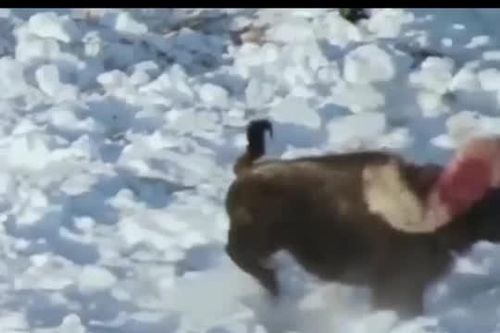 CLIP: Bị sói xám truy sát, bò rừng tung đòn phản kích ngoạn mục và kết thúc bất ngờ