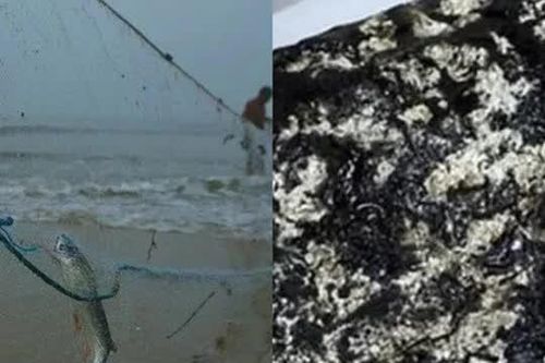 Ông lão đánh cá nhặt được 'món hời' trị giá 5 tỷ đồng trên biển, đổi đời chỉ sau 1 đêm