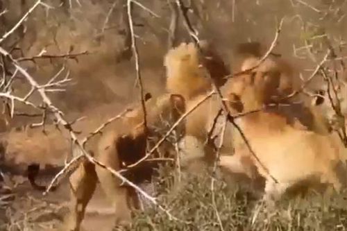 CLIP: Mãn nhãn trước màn tử chiến giành mồi của đàn sư tử