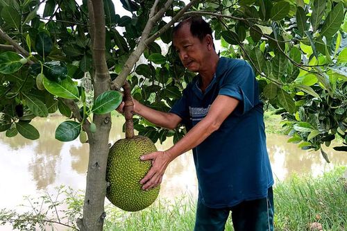 Giá mít Thái giảm