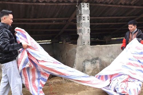 Tam Đường: Chủ động phòng, chống đói rét cho đàn gia súc