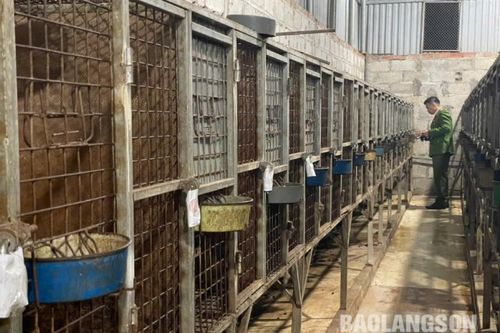 Cao Lộc: Phát hiện 315 cá thể động vật cầy vòi mốc không rõ nguồn gốc