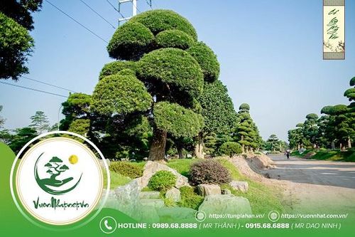 Vườn Nhật Thanh Tùng Cát Tường – Lựa chọn hoàn hảo mua Tùng cho Tết an lành