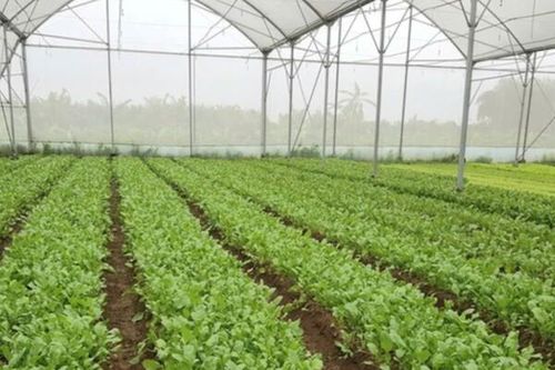 Thanh Hóa: Sản xuất nông nghiệp sạch, quy mô lớn theo chuỗi giá trị đạt kết quả tích cực