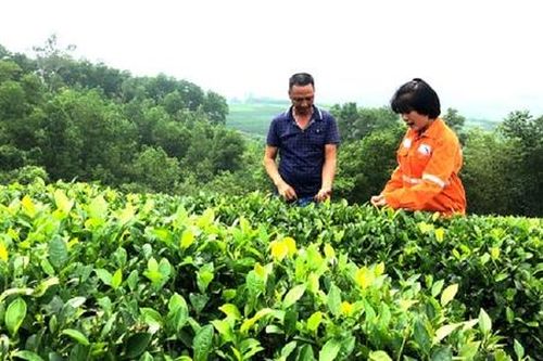Bao giờ ngành xuất khẩu chè Việt hết cảnh 'áo gấm đi đêm'?