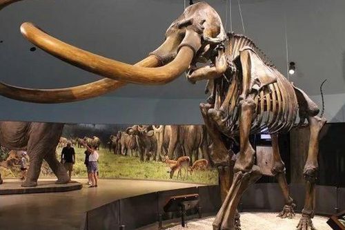 Câu chuyện bí hiểm về những thợ 'đào xác động vật cổ đại': Khắc nghiệt từ băng giá