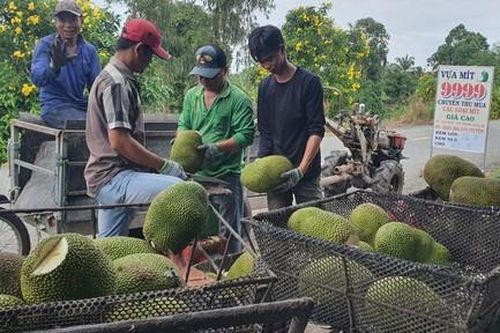 Mô hình thu lợi nhuận gấp 3 lần khi trồng mít