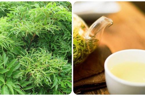 5 lợi ích của nước lá đinh lăng đối với sức khỏe