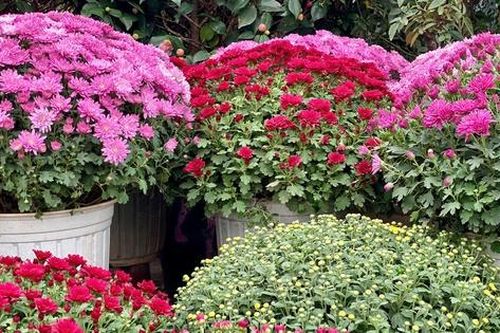 Hoa, cây cảnh thi nhau xuống phố phục vụ người dân chơi Tết 2025