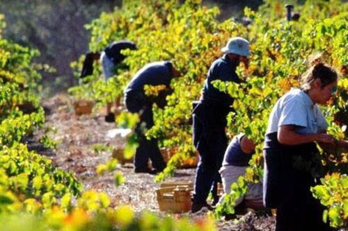 Tuyển chọn lao động làm việc tại Australia