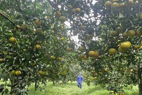 Hà Tĩnh: hương sắc những vườn cam trĩu quả