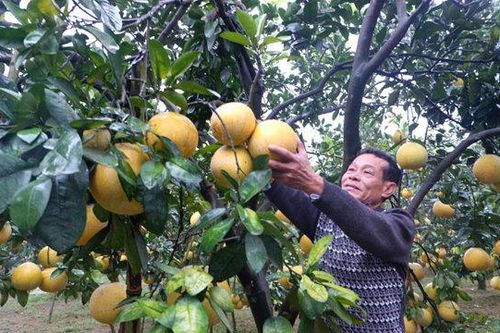 Tiêu thụ trái cây vẫn gặp khó