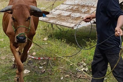 Trao tặng bò giống, hỗ trợ sinh kế cho người nghèo tại huyện Lắk