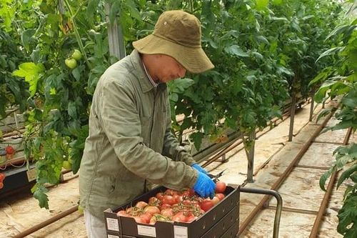 Làm nông nghiệp tại Australia: Cơ hội việc làm cho lao động Việt