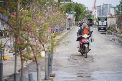 Đào, quất đổ bộ xuống đường phố Hà Nội trước Tết 2025