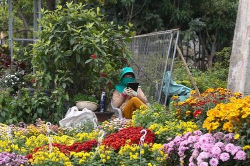 Mặt bằng bán hoa, cây cảnh Tết hiếm, có tiền cũng khó thuê