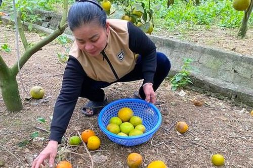 Cam 'tiến Vua' rụng hàng loạt, chủ vườn không dám nhận cọc của khách mua
