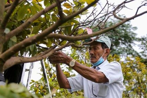Nông dân Đà Nẵng tất bật lặt lá, chăm mai đón Tết
