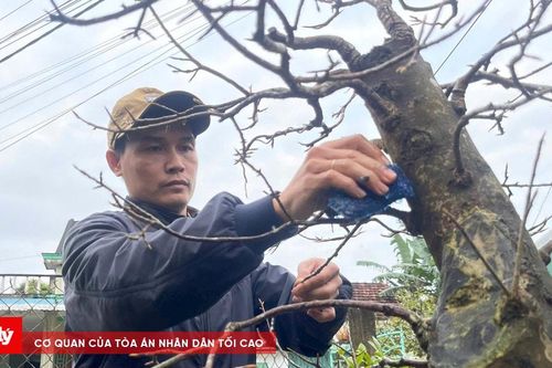 Nhà vườn tranh thủ 'xuống lá' cho cây mai vào vụ Tết