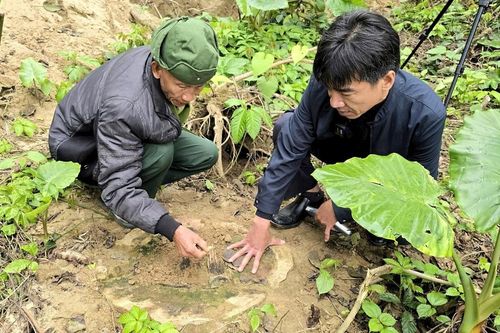 UBND huyện Anh Sơn thông tin kết quả xử lý vụ việc 'Hàng loạt cây cổ thụ phòng hộ bờ sông Lam ở huyện Anh Sơn bị đốn hạ không thương tiếc'