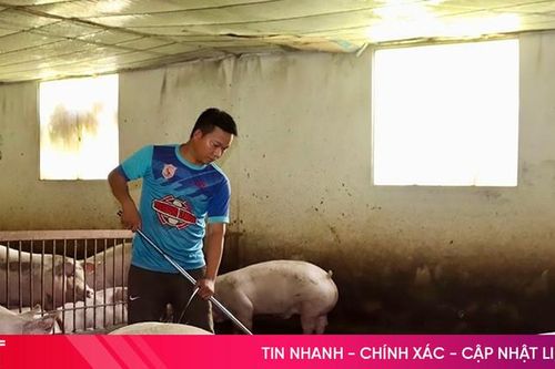 Vũ Quang siết chặt bảo vệ môi trường trong chăn nuôi lợn quy mô lớn