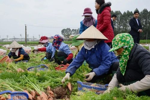 Bắc Ninh xây dựng vùng sản xuất nông nghiệp công nghệ cao quy mô lớn