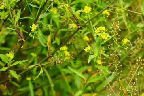 Cỏ dại 'cứu đói' thành đặc sản đắt hàng